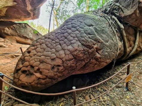 cave in thailand that looks like a snake|Tham Naga